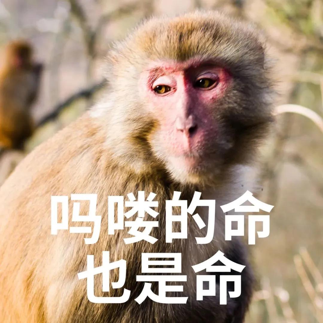 米公子🐭