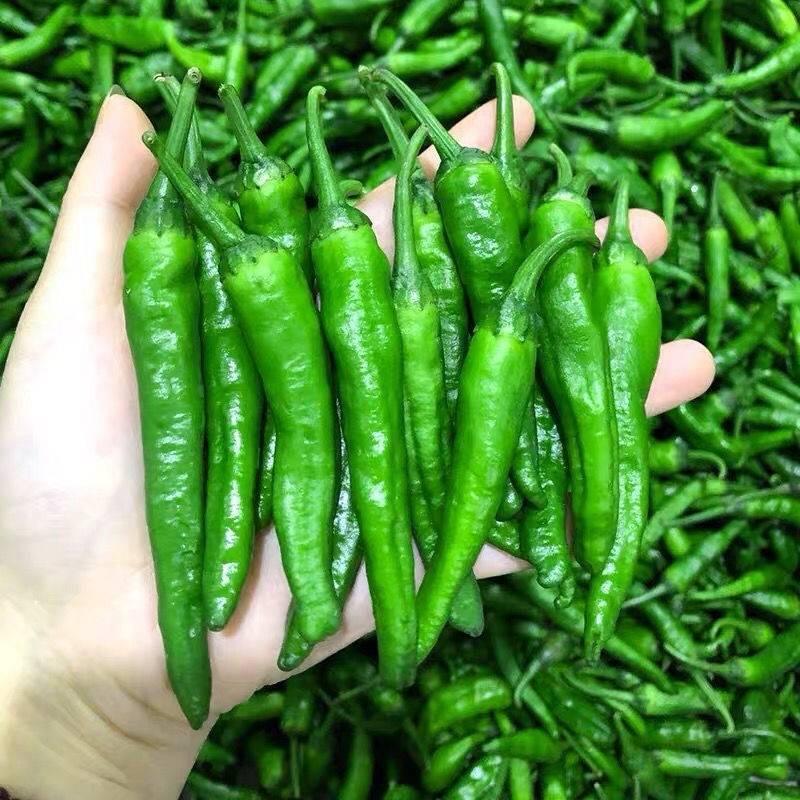 樟树港辣椒