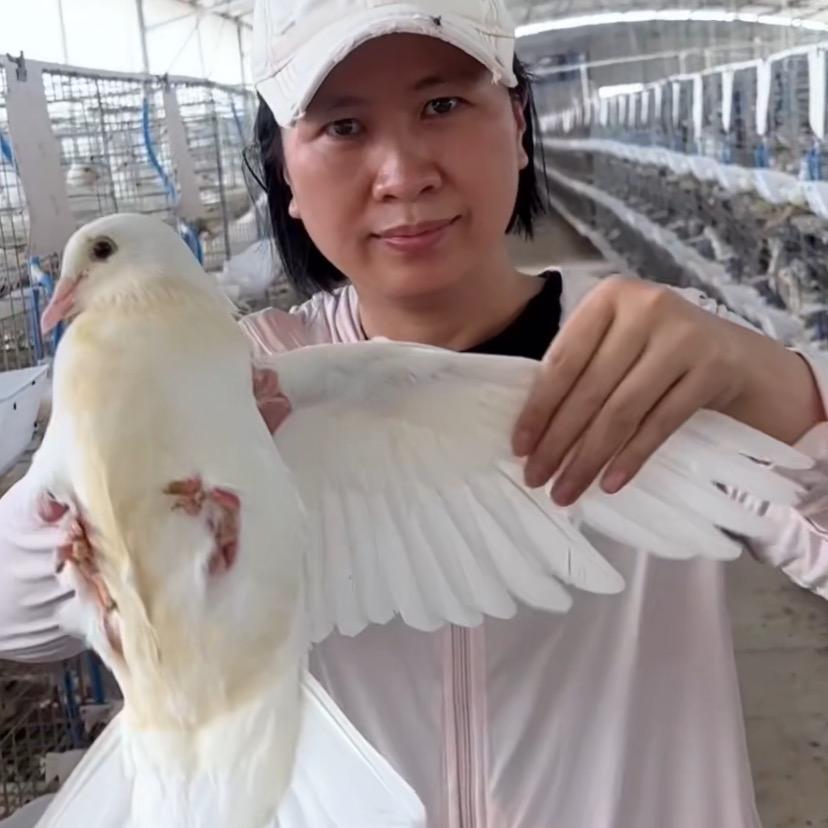 养鸽嫂子（高氏牧业）