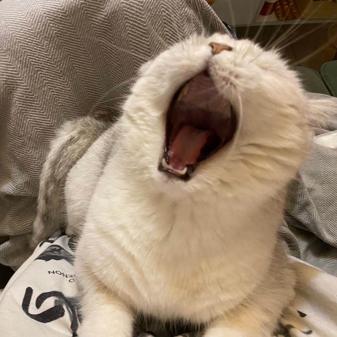 奶油是只小茂密