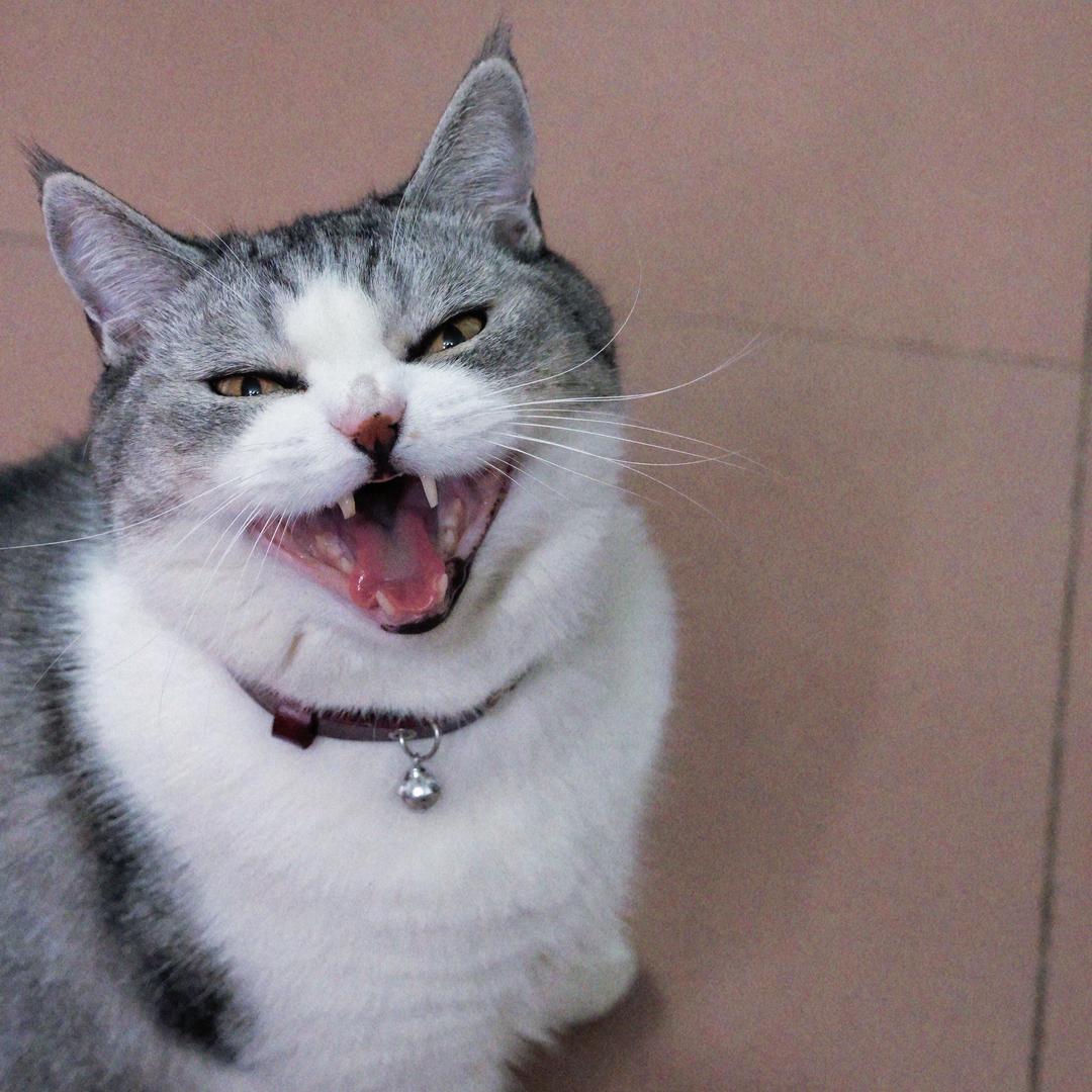 刘小强是只猫🐱