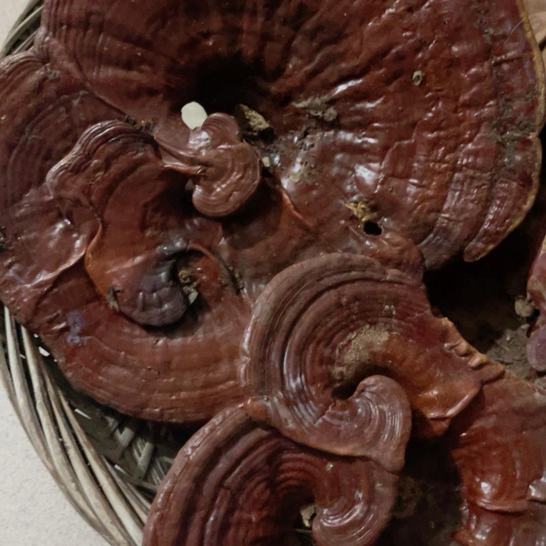 户外（咪个物）