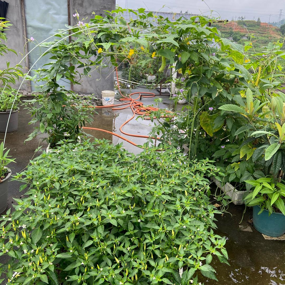 楼顶菜园