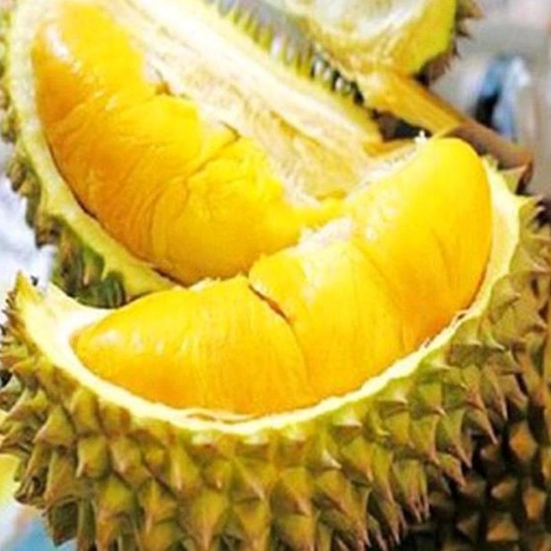 金枕榴莲批发零售