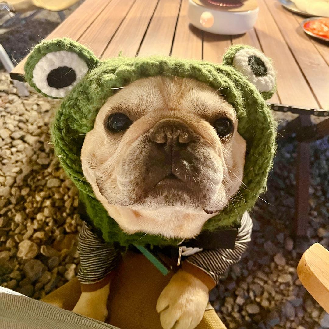蛙哥🐸