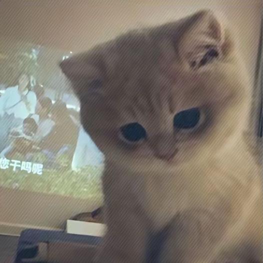 白色的血