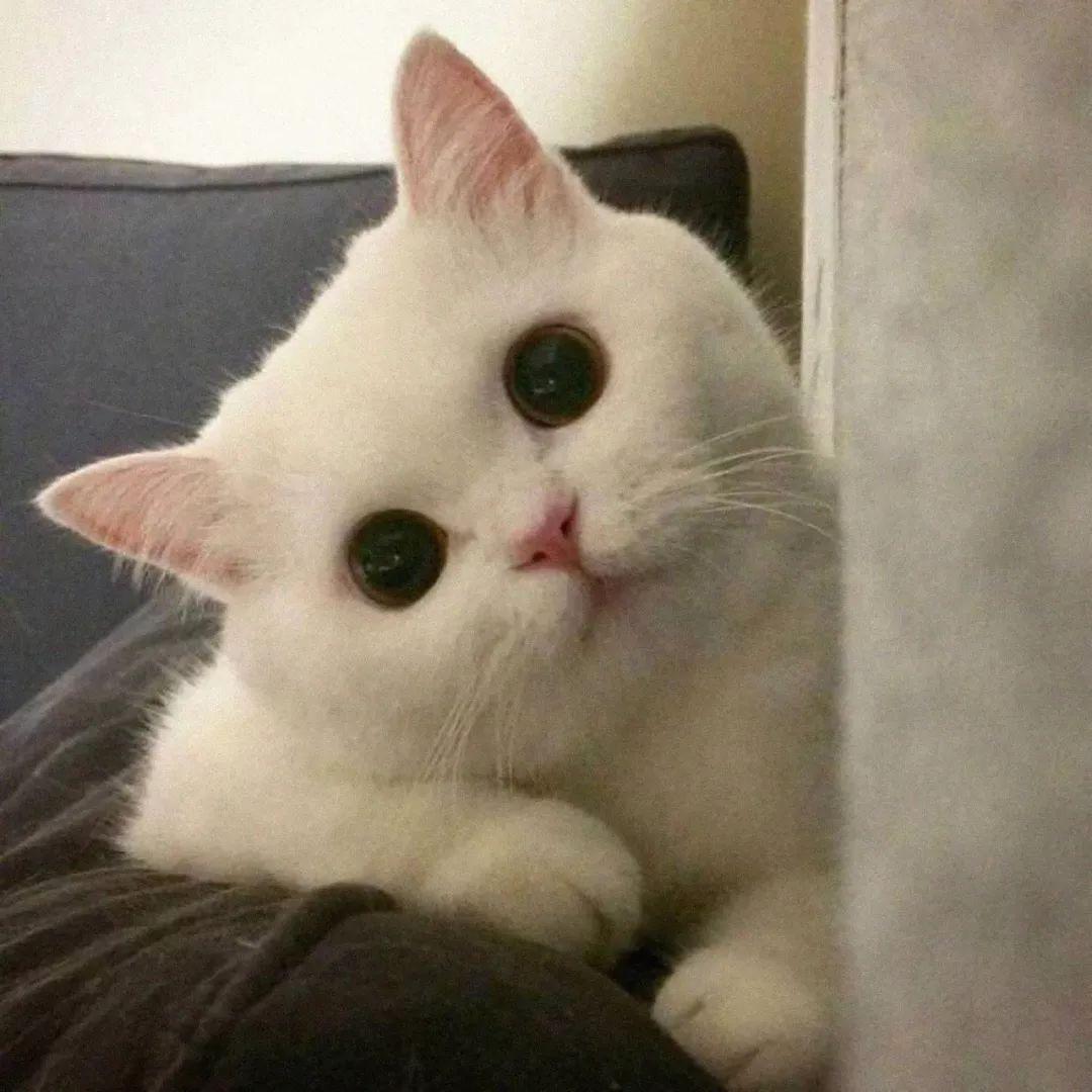苏苏