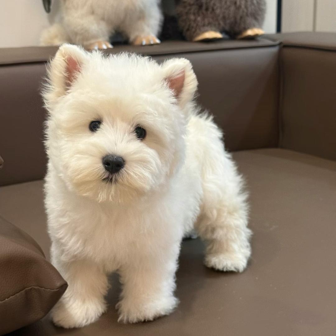 西高地大哥大-佛系出单