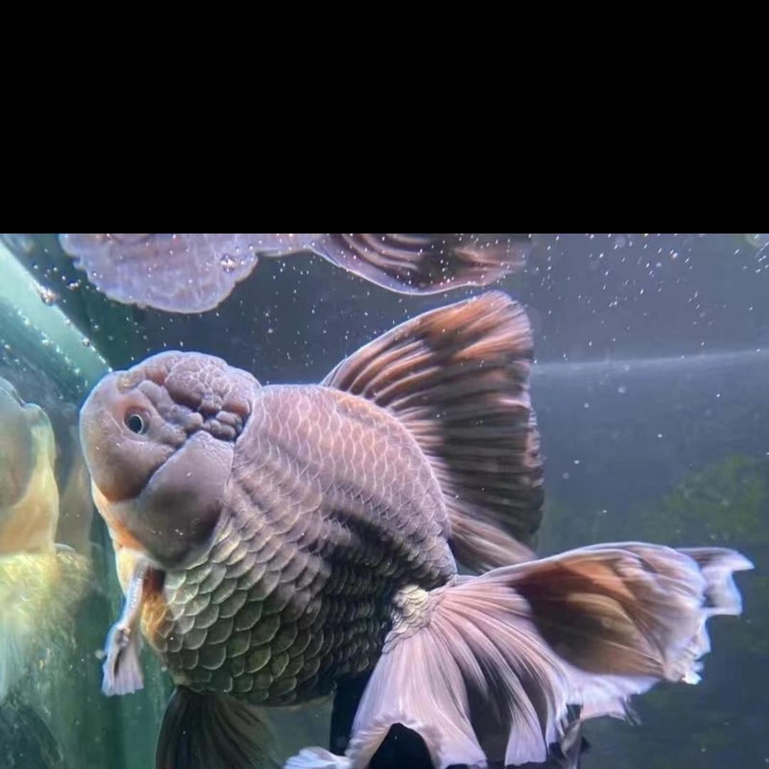 思语水产优选