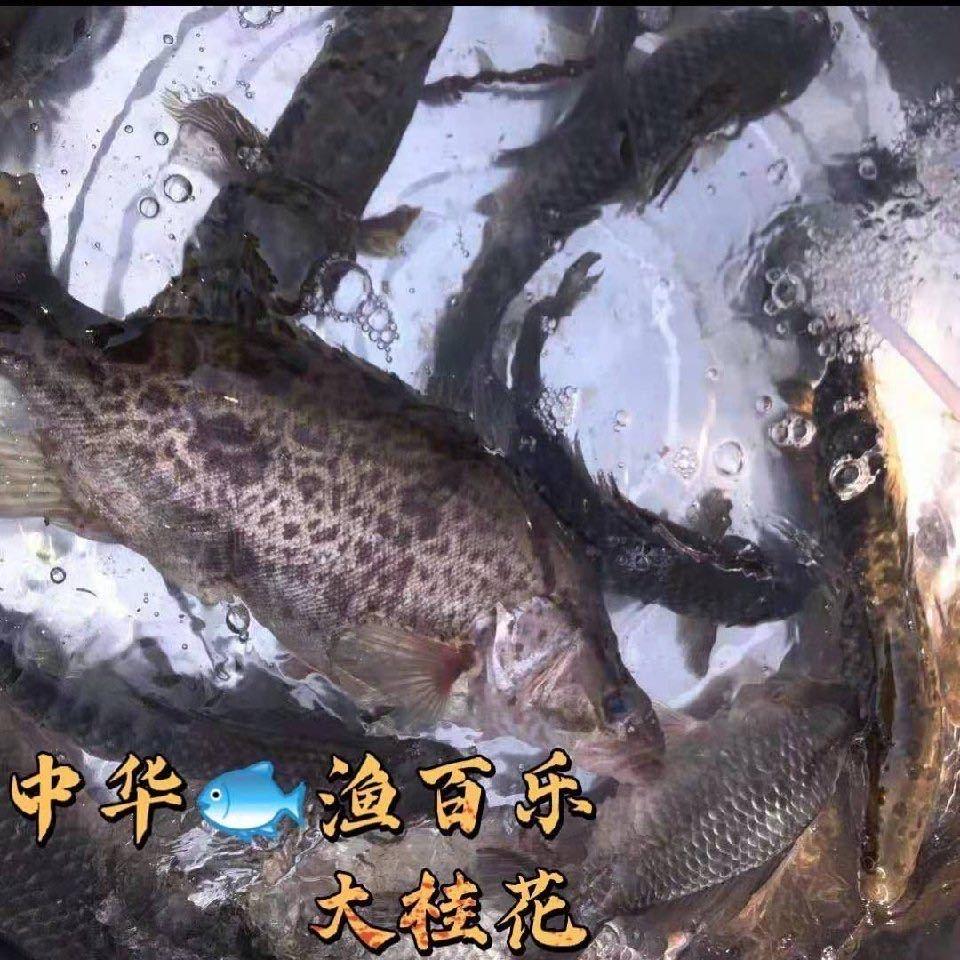 小李鳜鱼水产