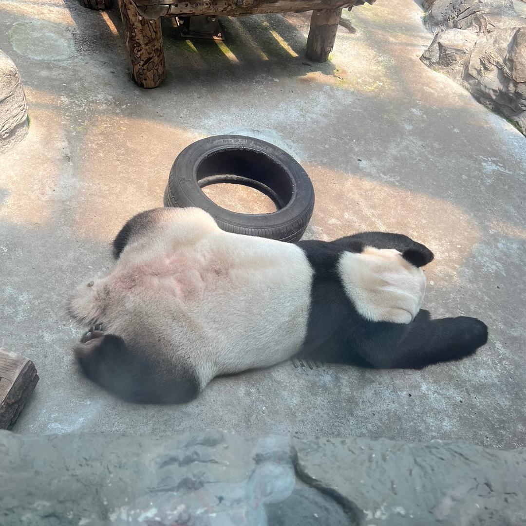 洛小洛弈小弈