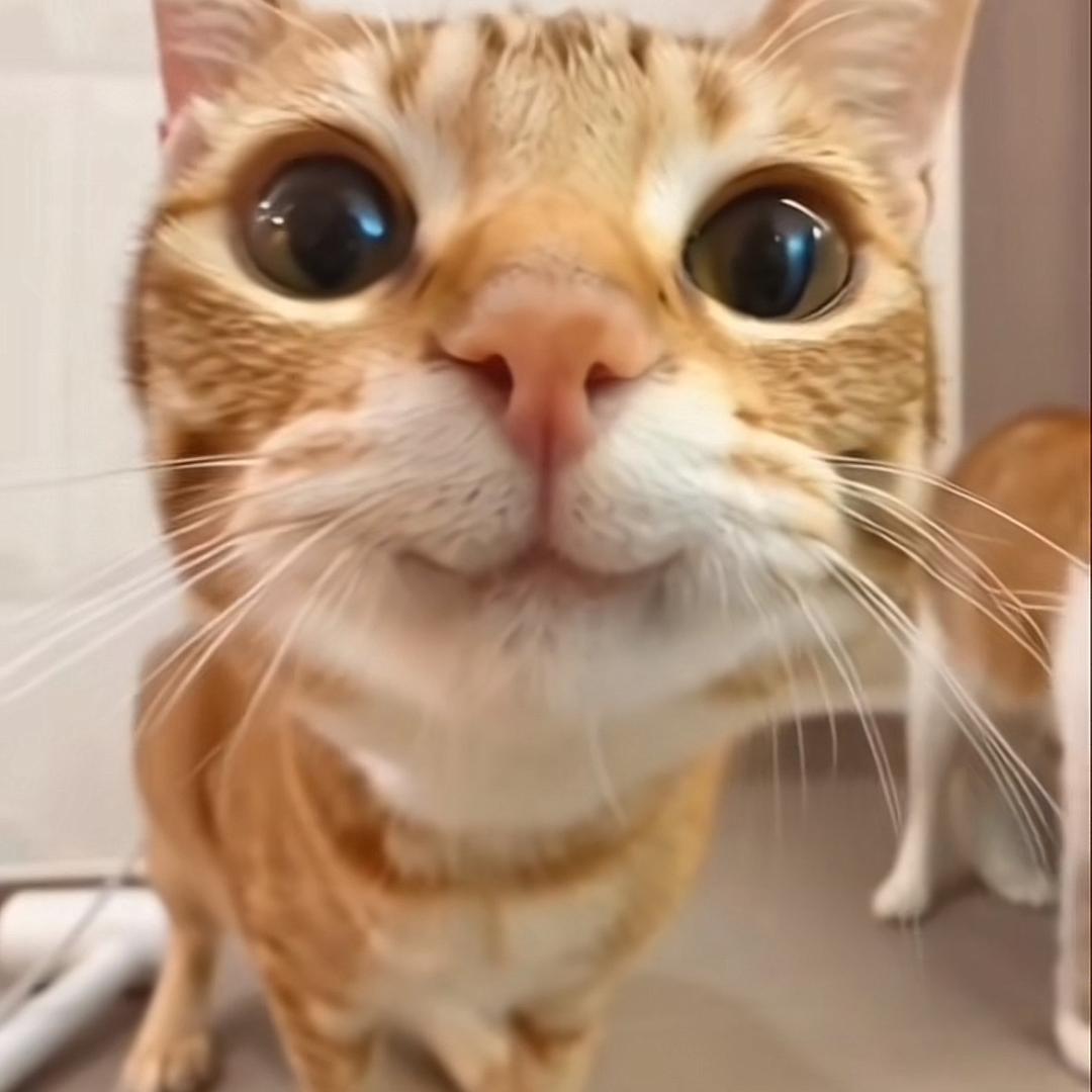 反尔