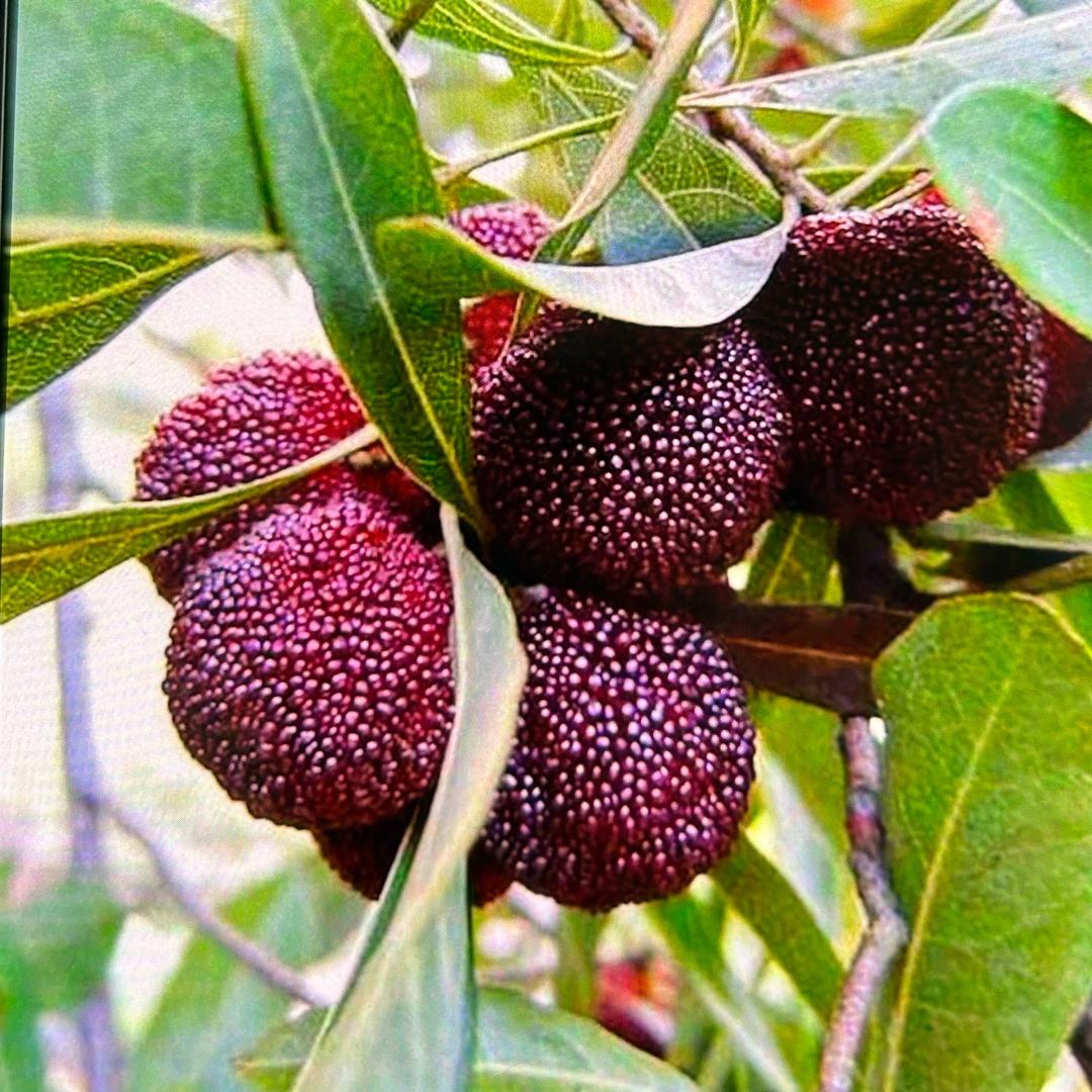 桂林鸿福杨梅基地