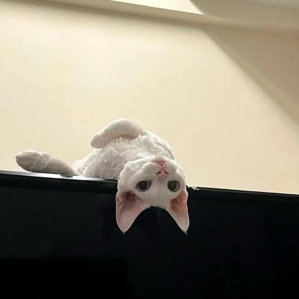 黄黄.