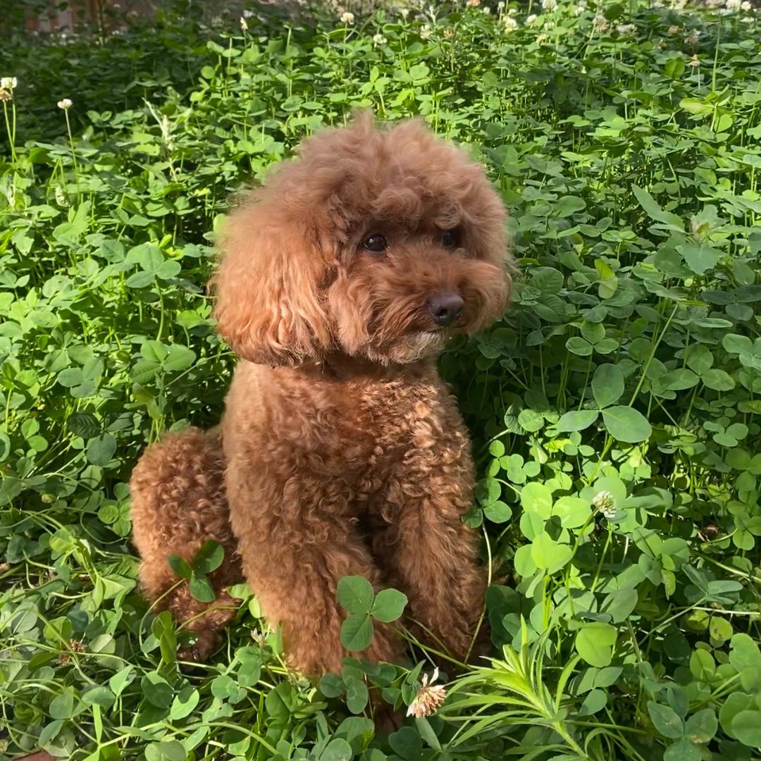 点点儿是泰迪🐻