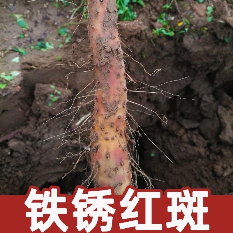 焦作温县文倩铁棍