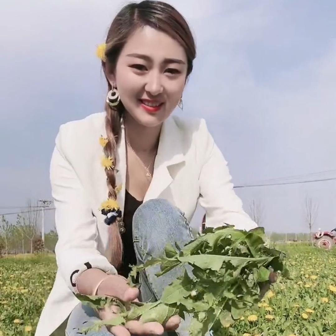 山东单县浮龙湖忠帅蒲公英种植
