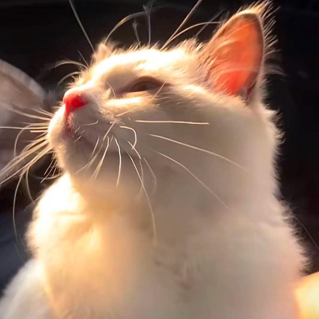 🐈铲屎官的日常.