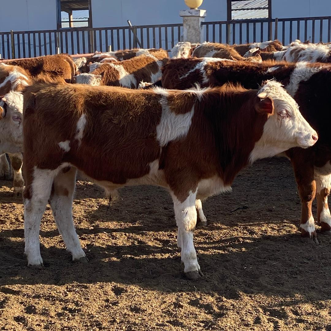 牛🐮大叔888