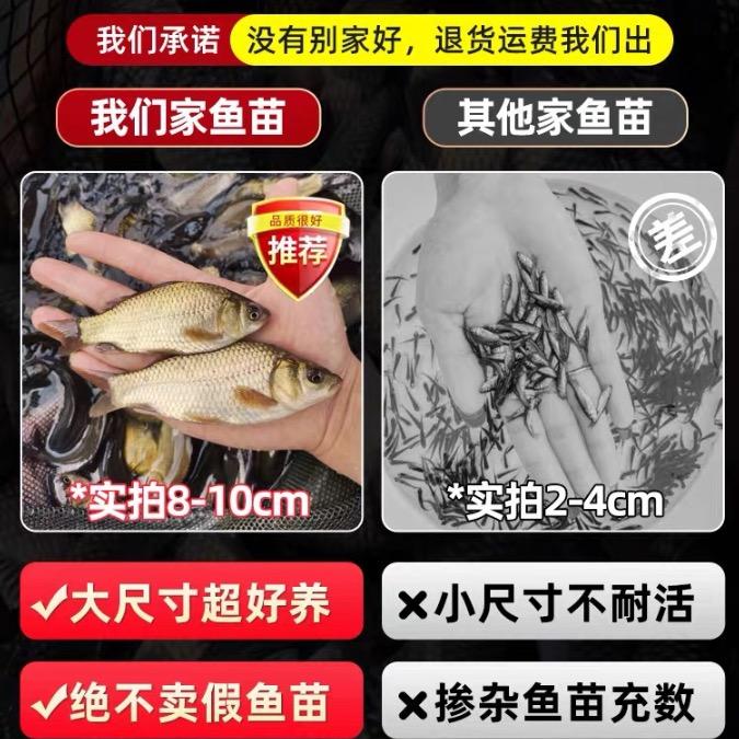 重庆鱼苗孵化场
