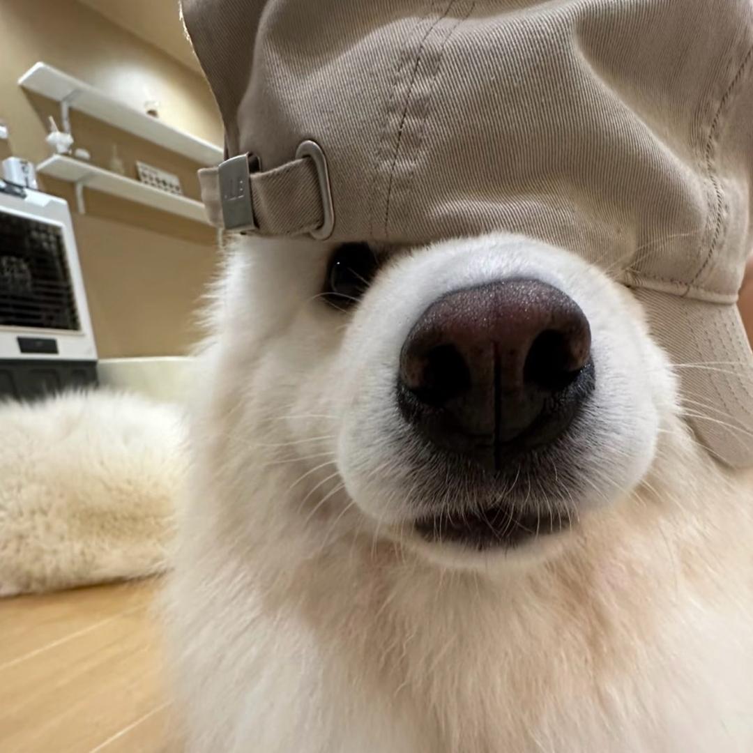 暖男排狗后面