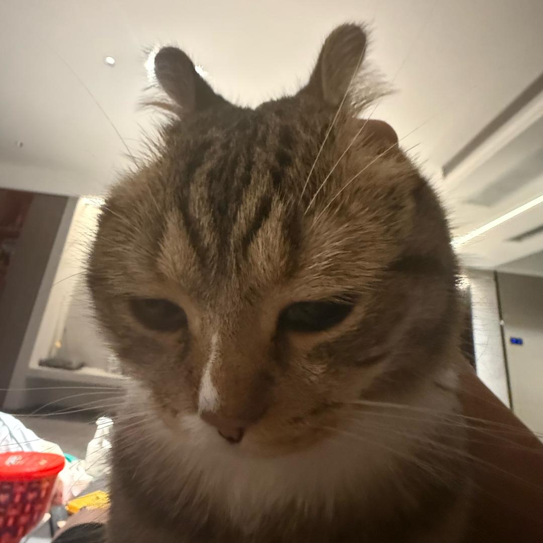 扯