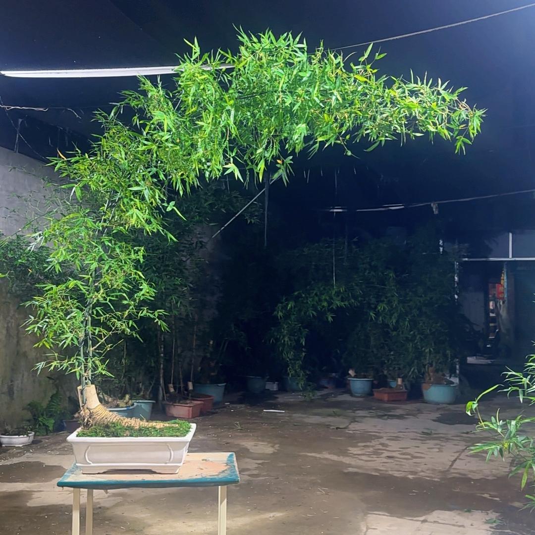 清荟盆景园艺