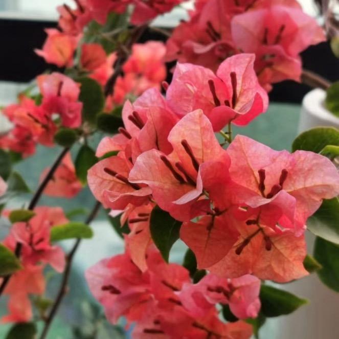 花之念三角梅