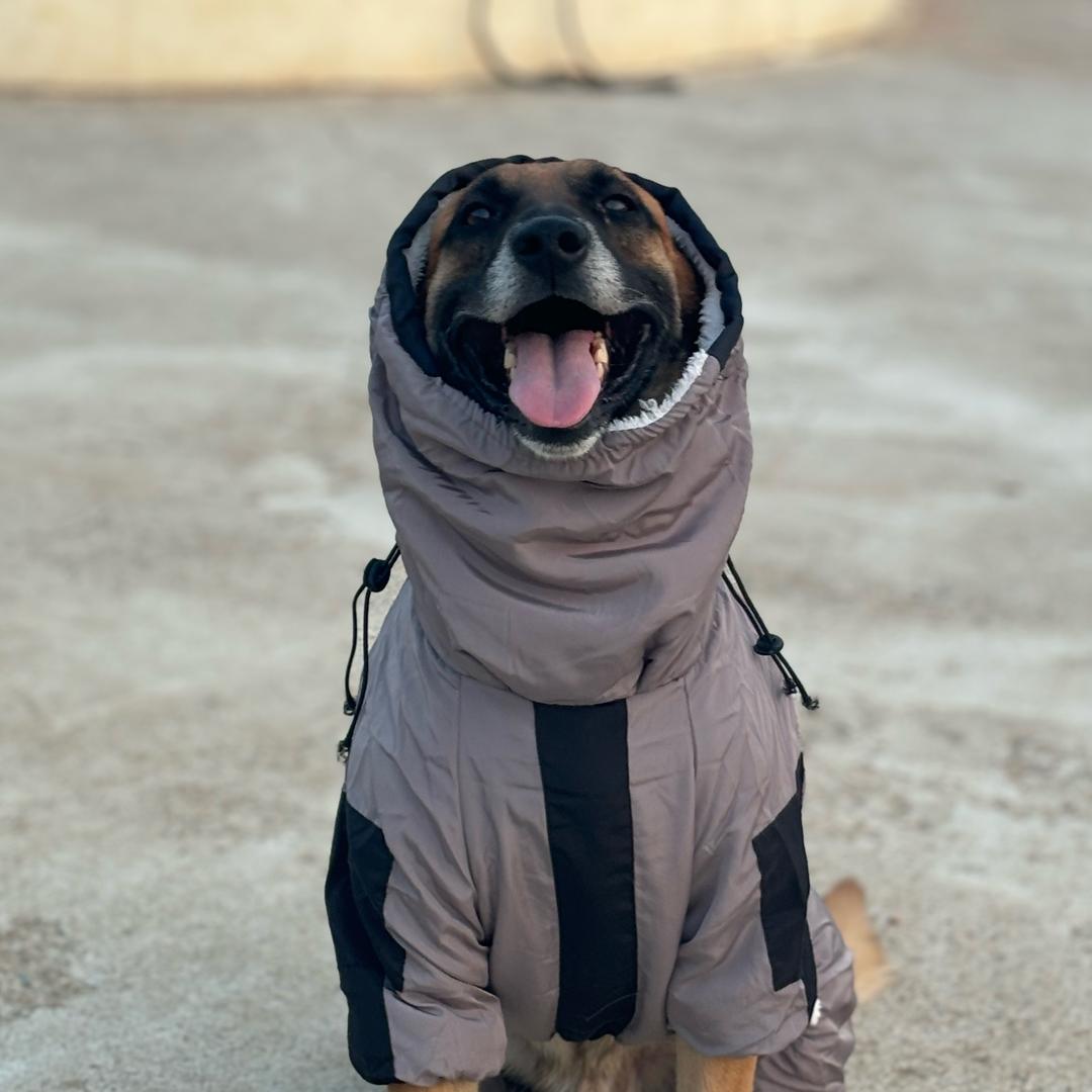 马犬DJ的857日常