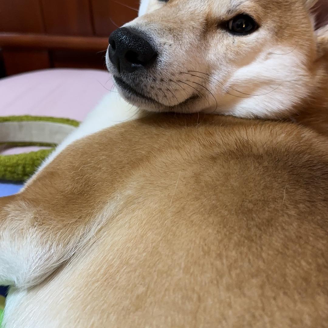 一只小柴