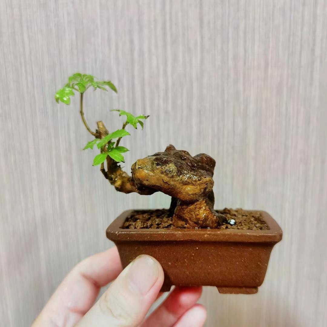 三馚木