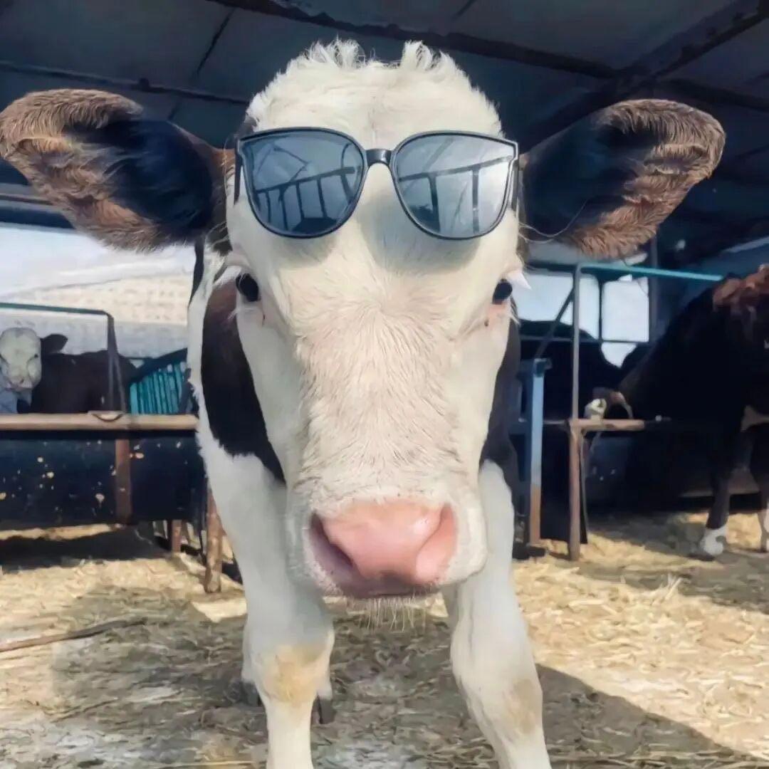 洋葱服饰店（个体工商户）