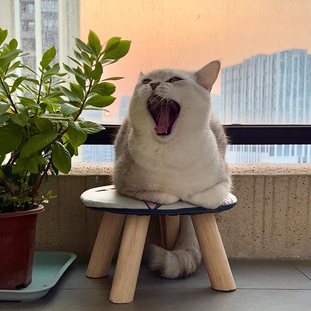 发财是只猫