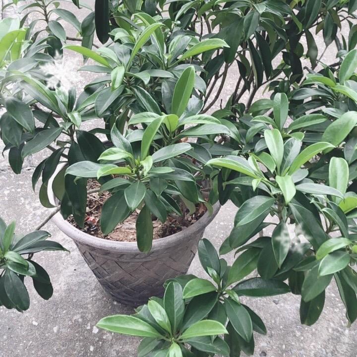 永享太平哥