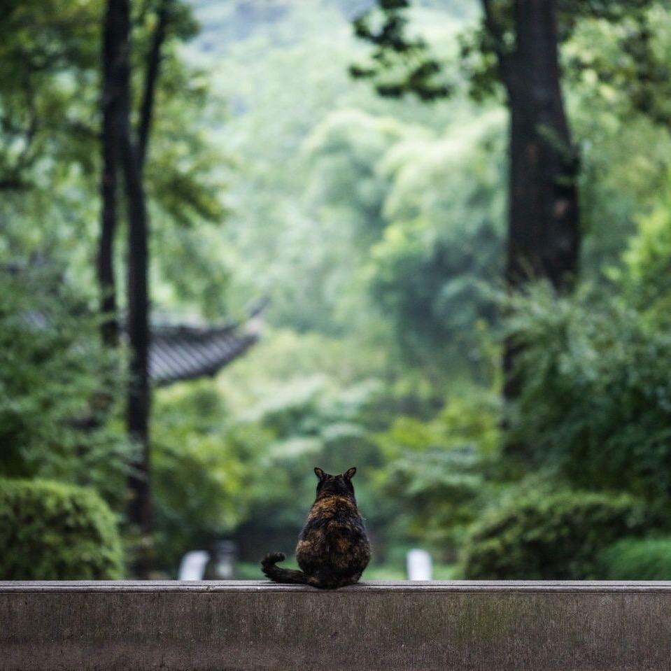 清潇易