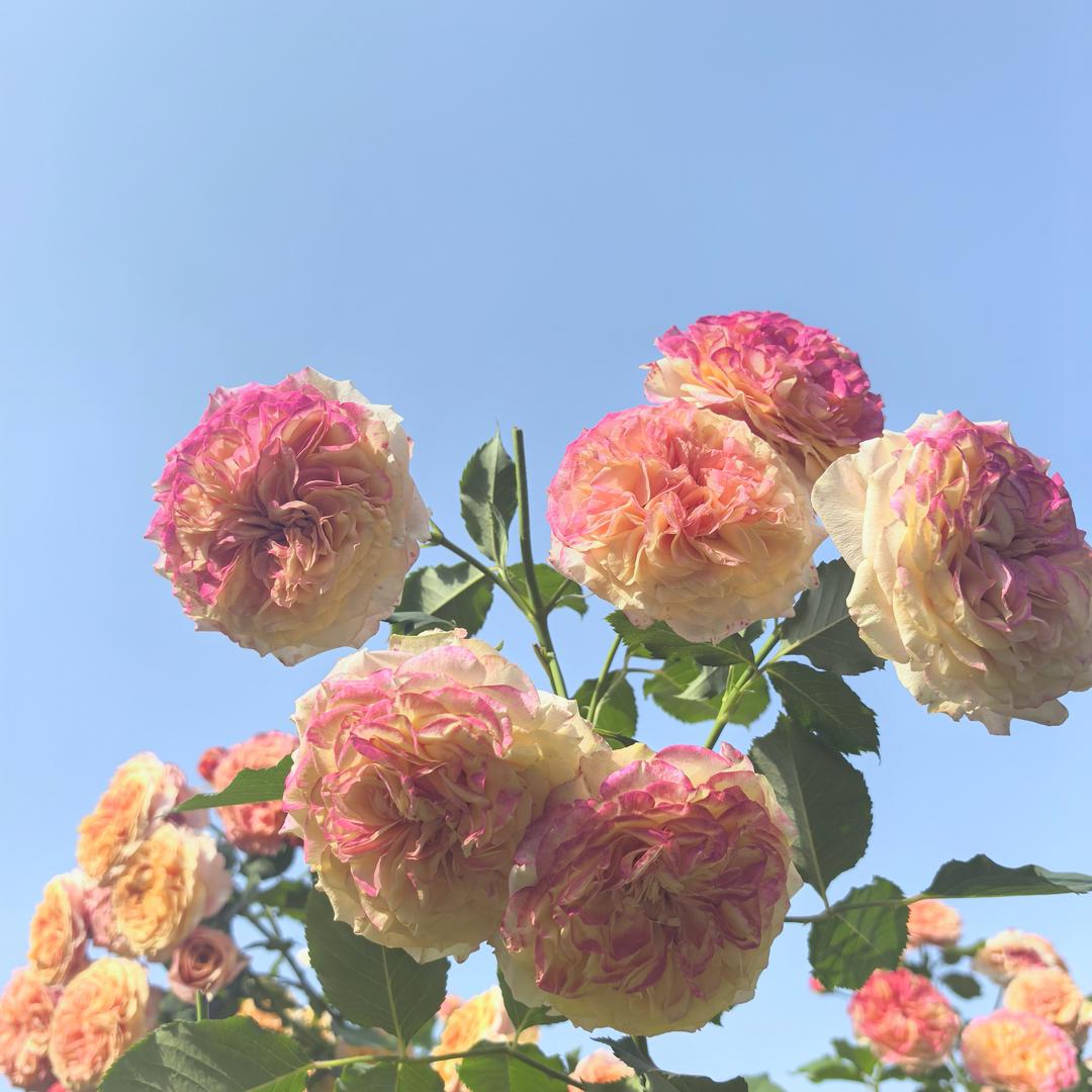 木子分