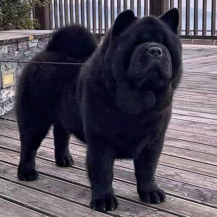 关中八方中华田园犬繁殖基地