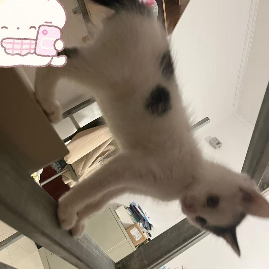 玉米小蛋糕