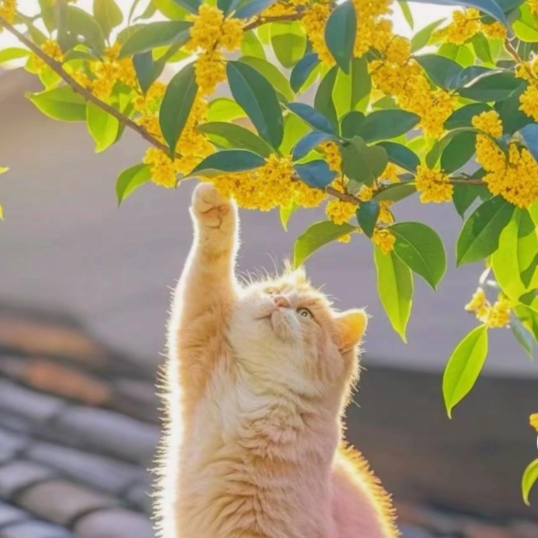 @//耐丝菟蜜球