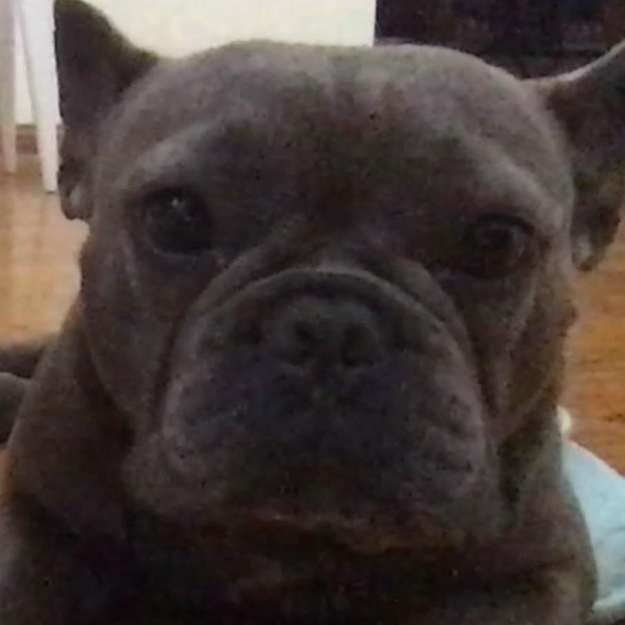 海豹突击队队长🦭