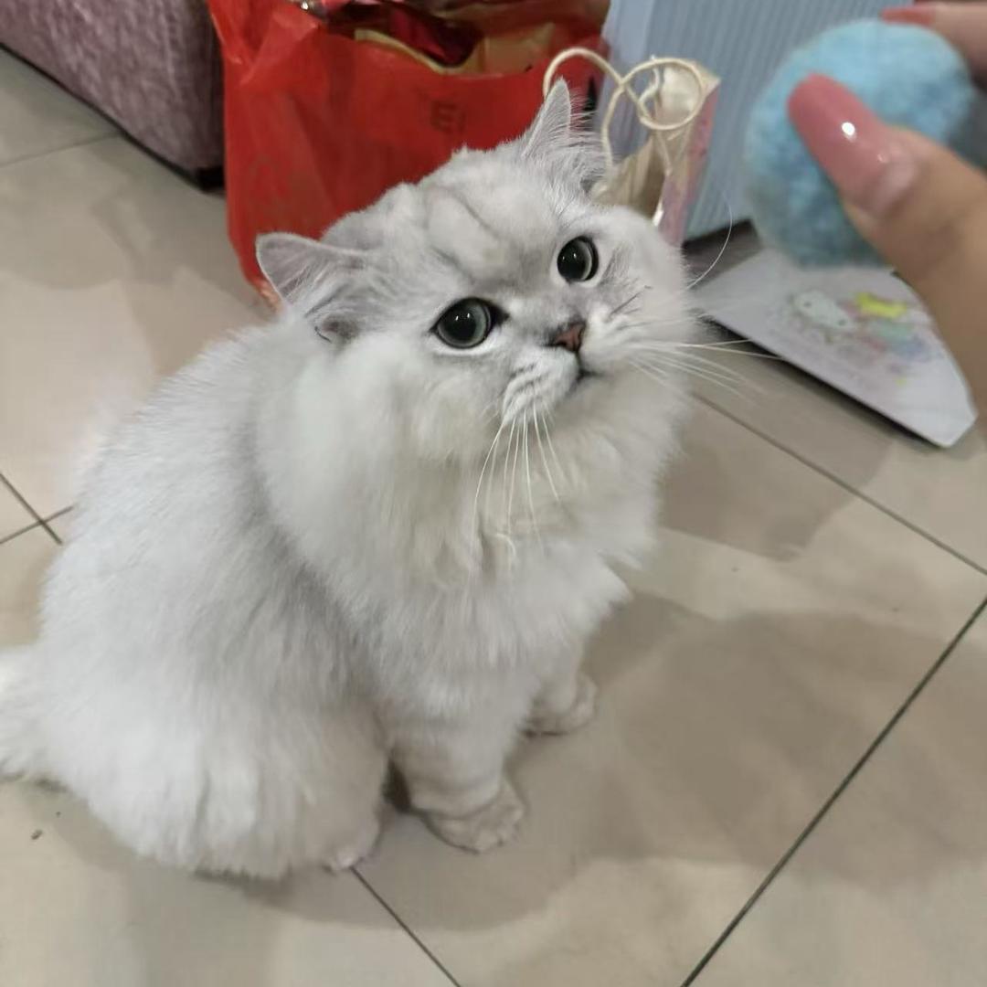 伤心的猪大肠