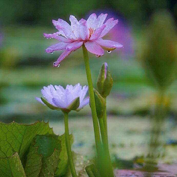 神龙唱百草