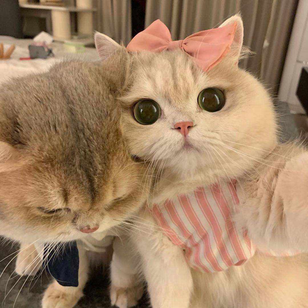 饱贝oo