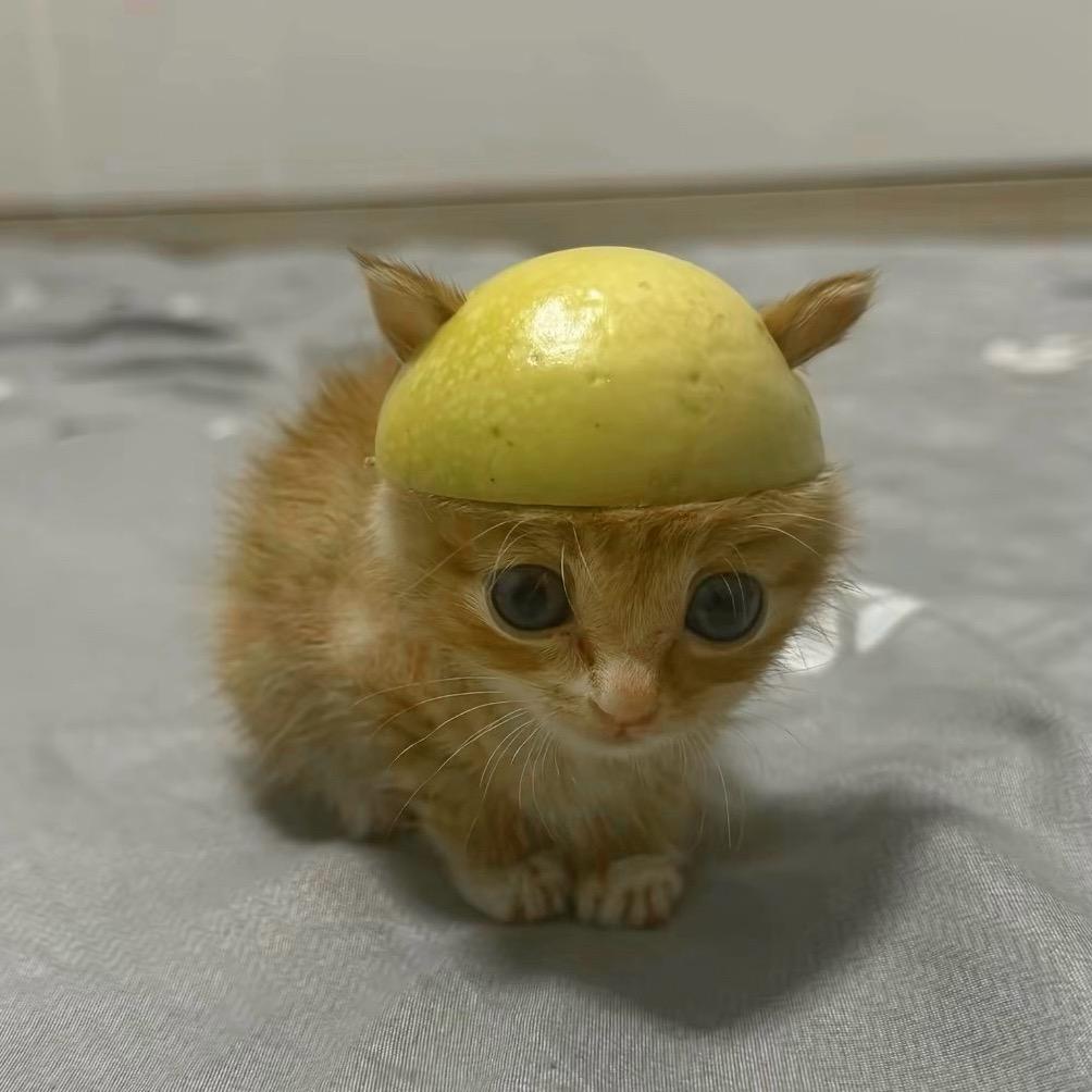 琬琬王