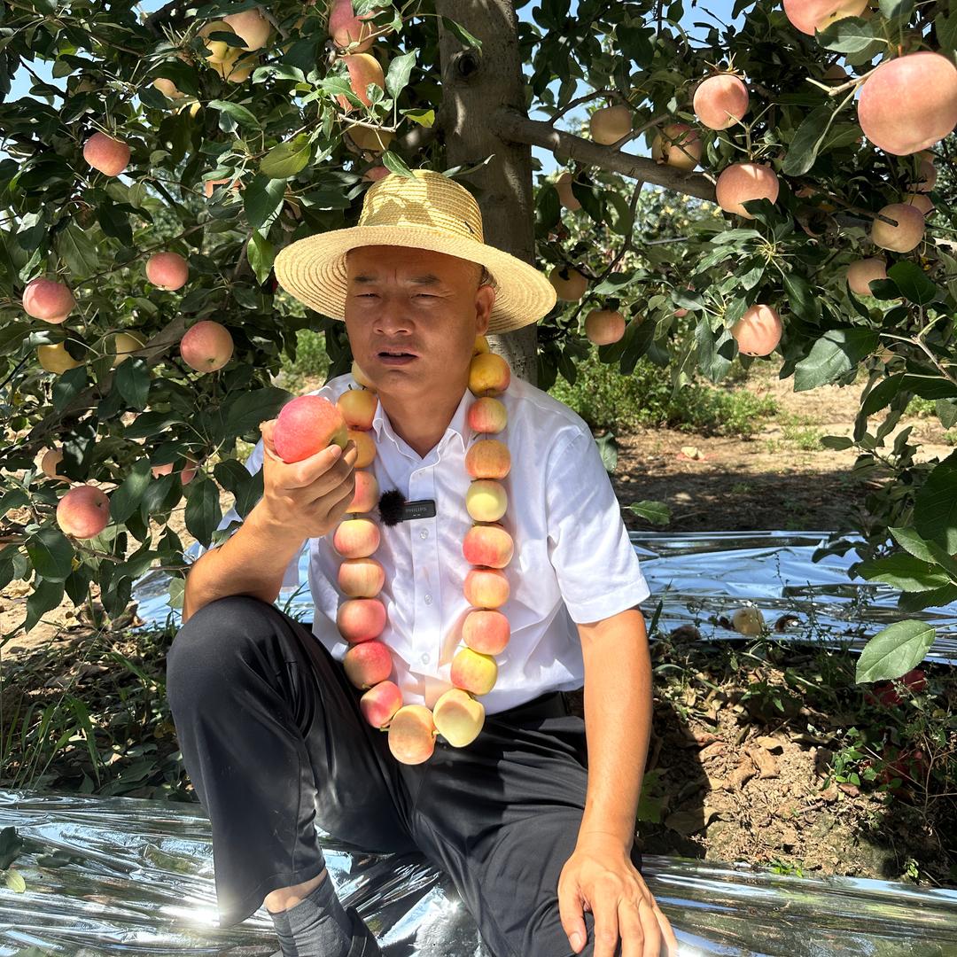 凤翔苹果村支书李晓锋