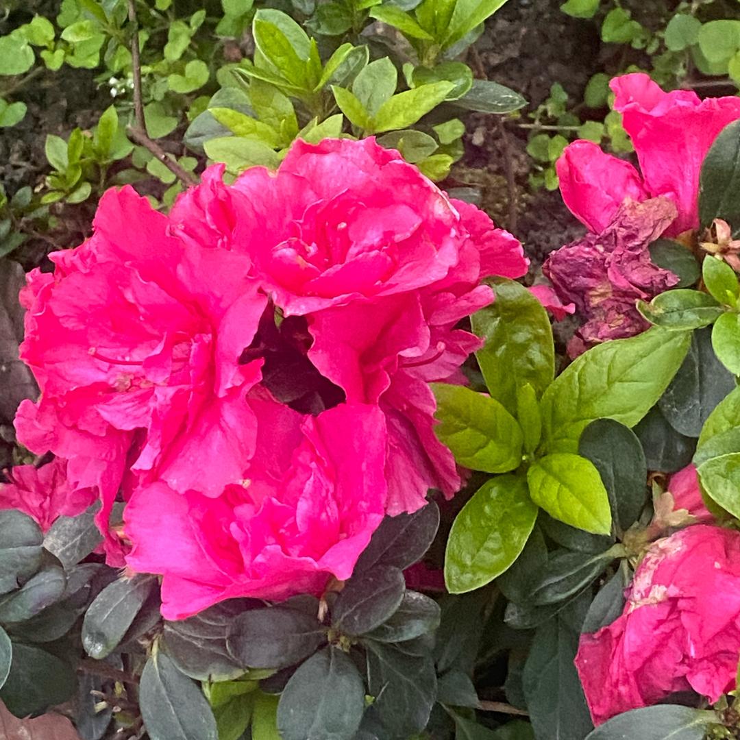 芳草萋萋