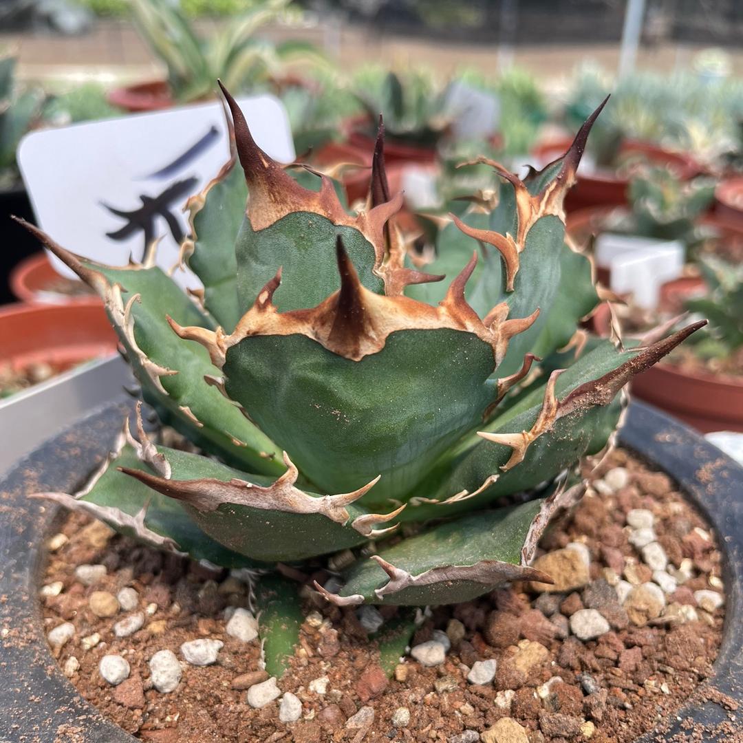 龙龙花卉店