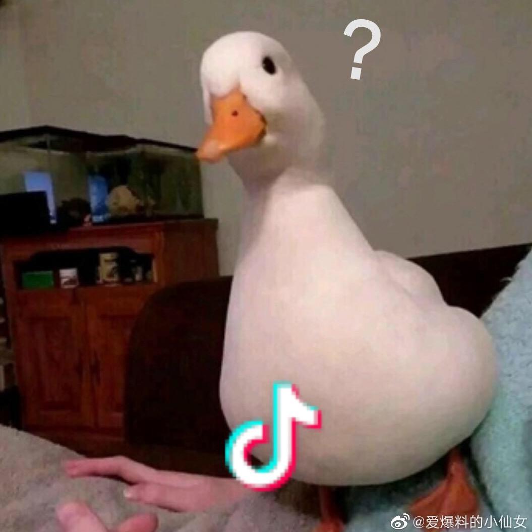 有些小猫