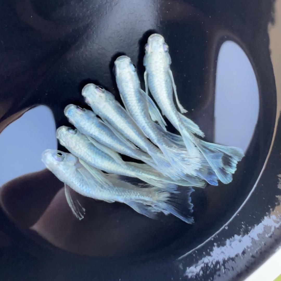 阿古青鳉