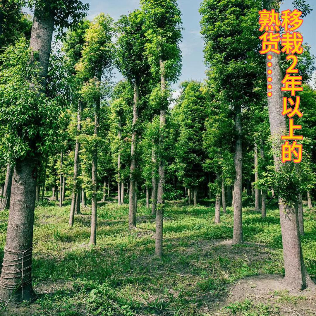 宏运来苗木基地